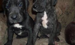 4 Great Dane Puppies will be ready to go just in time for Christmas (8 weeks) raised in are home with both parents on site raised with lots of attention and around kids and other animals there is a $200 deposit to hold your pick Call 705-848-4398 :D
