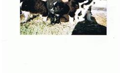 we have two border collie cross pups for sale.ph.780 694 2014.