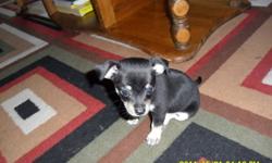 i have only one puppy left and its a male,likes to play,loves kids,and likes to cuddle.he is pottie trained alsol, he is 8weeks and ready to go.if u want to know more about this adorble little guy pleace call me @780-978-0501my name is bretny,i will not