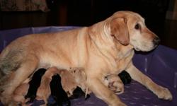 Purebred Labrador Retriever Puppies Born on Dec 5/2011
Registered breeder for 10 years.
Well socialized, very intelligent ? easily trained, athletic dogs. They love to please.  Excellent temperament, great with children.    Great lifetime companion.