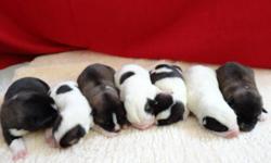 We have 2 litters of Pure-Bred Akita puppies!!
In the first litter we have 1 Black and white female left.
In the second litter we have 7 puppies 2 browns, 1 black and 4 whites with black dots,
If you are interested in a pup contact ED at 204-332-0435
If