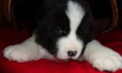Only 1 female left She is Black and white,
She will get her first shot and be dewormed,
If you are interested contact ED at 204-332-0435
If you want to see pics of parents visit our website at
http://www.boundarytrailkennels.ca
Thanks.