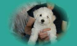 PURE BICHON FRISE PUPS,2F,READY TO GO,VET CHECKED,1ST SHOTS,DEWORMED,NON-SHEDDING,BEING YARD TRAINED,FED HOLISTIC PET FOOD,604-820-0194