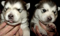 Pure Bread Malamute puppies for sale to a good home.
Born Nov 20th. Ready on Jan 20th.
Will take deposit's.
Photos of parents are available if interested.
If interested please call 1204-727-2022