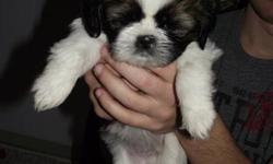 Pure bread Shih Tzu Puppies For Sale. ONE REMAINING!!!!!!!!
$400 firm. Vet says they are available to take home within the week.
One male puppy available.
Contact Stephanie Marchand at
(902) 345-2765 or (902) 345-2459