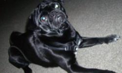 Good Day, We have to find a new home for our very loved Pure bred male intact Black pug. He has fathered 5 litters of happy healthy puppies. He has all of his shots up to date. He sits, stays, lays down, sneeks, rolls over, dances, high 5's with both paws