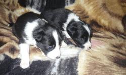 For sale pure bred Border Collie pups. There are 8 pups, 5 female, 3 males, 2 females have been sold. They are 3 weeks old ready to go Feb. 6th. $400.00 needled and dewormed with receipt. Willing to discuss price but must go to a good home. For more info