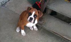 I have a 4 month old boxer for sale he loves kids, the wife says he needs to go so I'm looking for a good home for him
This ad was posted with the Kijiji Classifieds app.