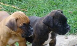 1 Fawn, 3 Dark brindle and 3 Light brindle adorable boxer puppies for sale.
Looking for a loving home. These beautiful puppies will be ready to go in 1 week.
Tails have been cropped and du-claws have been removed. Pups will have first shots at 7 weeks.
If