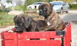 We have 2 male boxer puppies who are ready for new homes! They are vet checked, de-wormed, CKC'reg, and have received their first shots. If seriously interested and you would like to see them, please call us at 519 699 4393! Asking $1000 plus taxes,