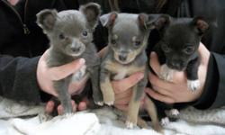 I have 3 male chihuahua puppies
#1 tricolour silver fawn and white (edit: he is sold)
*****#2 black with white on feet and chest***** ( available )
#3 silver long hair with white on feet at chest (edit: he is sold)
( he is the smallest)
They are all