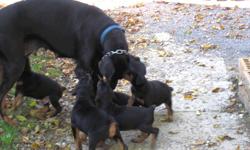 Black'n'Tan Doberman Pinscher Pups
 
Beautiful doberman puppies, tails docked, dew claws done and dewormed.
Vet checked and first set of shots.  Both parents on sight.  There are 3 adorable males and 3 adorable females to choose from. They are great with
