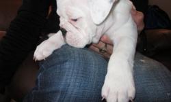 pure bred english bulldog puppies looking for loving homes there is 2 girls and 1 boy left , they have their first set of shots and been dewormed. the mother is AKC reg and the dad is CKC reg , they are sold as pets only on a no breed contract. no health