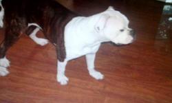 I have a beautiful female american bulldog for sale. her name is rosie , she is very playful and outgoing she loves people and kids.and she gets along with other dogs, rosie is all up to date on all of her shots...Motivated seller !