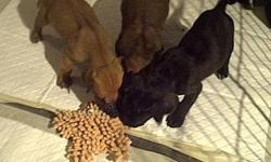 9 pure bred Japanese Tosa puppies for sale to good homes, available December 20th 2011. Japanese Tosa's make wonderful, loyal and protective family pets. We have 6 black and 3 brindle puppies available, all with beautiful markings. We have 8 female
