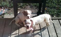 AMERICAN BULLDOG
PUPPIES
We have a Male & Female Left ~ Now 16 weeks old 
They don't currently have there first needles but have been de wormed with strongid ...
Pure bred Johnson ...
Mom is ABRA regrd and Dad is NKC regrd
Pups do not have there papers