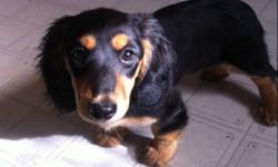 For sale.
7 month old female black and tan long hair pure bred mini dacshund.
Asking $500 because that is what i paid. She has all her shots. Just dont have the time for her.
This ad was posted with the Kijiji Classifieds app.