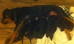 These are pure bred rottweiler pups the father is king rottweiler and the mother is German king rottweiler. Both parents are dossile very loving protective, and very good with children. We expect the puppies to be the same. These will be large dog's. We