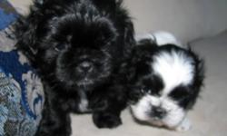 Pure bred Shih-Tzu one male (black) one female (black & white).
First shot, dewormed & Vet checked.  Ready to go in two to three weeks great temperments.