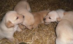 Pure Bred Yellow lab puppies for sale
-Dewormed
-First set of shots
-Mother is on site
$500
Only Males Left.
Please reply to this ad.
** If you see this ad there are still puppies available**