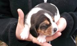 6 pure breed beagle puppies. Born November 17. 1 of the males are being held for someone, there is 4 females left and 1 male. Now holding pups for people. Mother and Father both on site, they are smaller beagles. Both perents are good hunters. $300 per