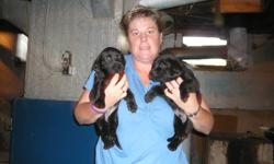 We have 3 Female black lab puppies (pure breed)
$200.00, needled and dewormed
13 weeks old, ready to go ASAP
Please phone 902-251-2732
Joggins, NS
Sorry only 1 Left
