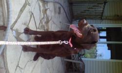 I am looking for an energetic, loving, outgoing family for my chocolate lab.
Her name is Rolo and is a little over a year and six months. I am currently a student and work full time and dont have time to spend with her anymore and i want to find a good