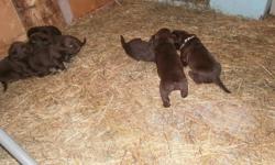 For Sale:
Pure breed chocolate labs, will be ready to take home after November 10. Puppies will have their first check up, dewormed and given their first needle . Asking $500.00, a deposit of $100.00 will reserve your puppy. The deposit is required by