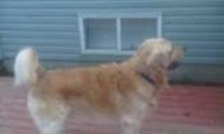 Beautiful male pure breed Golden Retriever. 2 years old, 100% house-trained, completely up to date with all vaccines. Terrific with children(we have 3 young boys). Listens to basic commands (sit, stay, paw). He is a fabulous dog, unfortunately we just