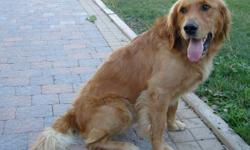 We have a pure breed golden retriever for sale. He is a friendly dog who loves kids and other animals. He is very smart and loves to play. He is 3 years old. We would like to give him to a dog friendly family.
for more information please email or call us