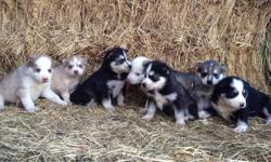 GREAT CHRISTMAS PRESENT!
-7 Siberian husky Puppies for Sale!!! -5 puppies left!!!
Picture 1 are the puppy's, they are listed from right to left of the picture.
....Black & White, Female
....Gray & White, Male (sold)
....Black & White, Female
....Gray with