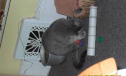 I have a pure grey female tabby cat to good home.
Her name is PIXIE =)
She is 1 year and 7 months old.
She was born April 03. 2010
She is very loving and likes to cuddle.
She is very affectionate and likes to sit on shoulders and be pet =)
She is litter