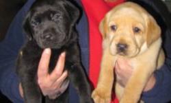 Ready to go.
We have puppies that are looking for new homes. One black female,one blonde female, one blonde males and 2 black males. Pups have been to the vet gotten their shots and ready to go.
Call 1-613-646-2666. The are available for pick up today.