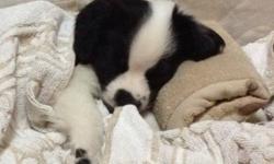 Pure male English springer puppy.
Nine-ten weeks.
Very cute and lovely puppy.
Need to find a puppy lover family.
Come with everything:
pee pads, food, snack, bowl, toys, blanket, dog comb, nail cutter, garbage bags for dog's poo and rope.
We also have two