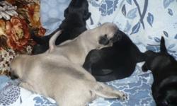 ADORABLE PUG PUPPY 
 
BORN:OCTOBER 2 ,2011.
 
SWEET, LOVEABLE, ADORABLE
100% PURE PUG PUPPY
1 FEMALE,  BLACK
LEFT OUT OF 5
VETERINARY HEALTH CHECK
IST VACCINATIONS  &  DEWORMED
 
RAISED IN HOME, UNDERFOOT
LITTER TRAINED.
LOVES TOYS, CUDDLING, RUNNING