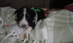 Pure shetland sheepdog puppies for sale. SHELTIES.
Pink Bow-Tri Color Female
Green Bow-Tri Color Male
Yellow Bow-Merle Female
$100 deposit will hold your puppy.  They will have 1st needle, wormed.