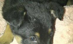 I have a purebred German Sheppard puppy for sale. She is 10 weeks old.
I bought her about 2 weeks ago for $600. We didn't realize how lonely she would be while at home alone while we are trying to juggle work and school. She is healthy, cuddly and an