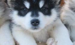 ARCTICICE ALASKAN MALAMUTES are Big ADORABLE cuddly teddy bears .  With sweet temperments, these loving fur balls will  make wonderful additions to qualifing outdoorsy families.  New photos at 6 weeks.
 
Our CKC Champion Gryphon ( who attained the rank of