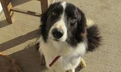 We have a male not neutured border collie.  He is registered with the Canadian Border Collie Association. His pedigree has Longton from England as well as breedings from Scotland.  He has good blood lines in his papers. He is microchipped.   He was going