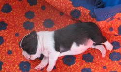 1 male and 1 female left, all our puppies are Registered, Vet checked (2nd visit, had 1st visit when born), they have had their first set of shots, De-Wormed, Micro chipped.
 
Dew claws are removed and pups are already paper pad trained.
 
They are very