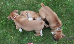 Purebred Boxer Puppies available.
 
Three female boxers left.  They have been raised in a family environment,  and have been given lots of care and attention.  Their temperament is gentle and are ready for their forever home.
 
The dew claws and tails