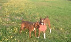 I have 2 purebred boxer puppies for sale (Female). The Dam, Daisy Mae is a 4 year old purebred C.K.C. Registered female. The Sire, Luke is a 5 year old purebred C.K.C. Registered Male, who also has his Championship in Show. Puppies are 9 weeks. Their