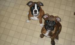 I have 2 beautiful boxer puppies ready to go to a good home. I have 2 female (Brindle and Fawn). All puppies are vet checked 1st shots and 2nd shots, tails docked and dew claws removed. Puppies were raised in a family environment all have great