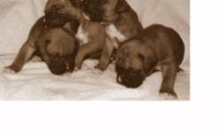 Purebred Fawn Boxer puppies born on September 25th, all with perfect markings with black faces and white paws. Parents of German stock, strong show quality and good dispositions.
This is the last litter of puppies that we will be having and the parents