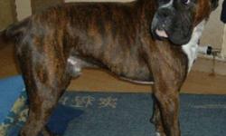 Dexter is a purebred brindle boxer a little over a year old.  We are so sad to have to sell him but he needs more attention then we can give him with a new baby on the way.  He had a female boxer companion and they were great together.  He is also great