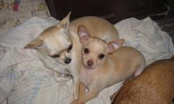 I have one beautiful, 3 month old male chihuahua left, apricot and white in color, loves everyone, great lap dog, has had first shots and been dewormed, a great addition to your home as he just loves to be loved.