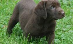 Labs are known to be wonderful companions and family pets and this beautiful litter of chocolate labs is no exception - bred to be intelligent, healthy, problem free puppies. Their background has generations of:
          - numerous show and field titles