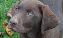 Labs are known to be wonderful companions and family pets and these yellow and chocolate puppies are no exception - bred to be intelligent, healthy, problem free puppies. There are just 2 chocolates left - a very special little chocolate female and a