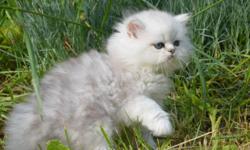 Hi everyone, we are a respectful professional cattery.
We are breeding only Doll Faced Persian kittens.
For past many years our kittens spred to many citys and contries.
Toronto, Ottawa, Montreal, New York, Colifornia, Buffalo, Kitchener.
Don't miss your