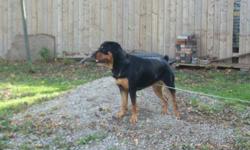 Keira is a 13 month old very large purebred german rott. Very active, and unfortunetly I do not have the room she needs.  Used to other pets and children (I have a 3 year old son), trained in basic commands, but you must be firm.  Will need a lot of time